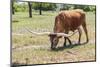 Marble Falls, Texas, USA. Longhorn cattle in the Texas Hill Country.-Emily Wilson-Mounted Photographic Print