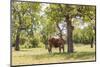 Marble Falls, Texas, USA. Longhorn cattle in the Texas Hill Country.-Emily Wilson-Mounted Photographic Print