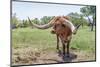 Marble Falls, Texas, USA. Longhorn cattle in the Texas Hill Country.-Emily Wilson-Mounted Photographic Print
