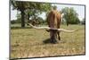 Marble Falls, Texas, USA. Longhorn cattle in the Texas Hill Country.-Emily Wilson-Mounted Photographic Print