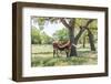 Marble Falls, Texas, USA. Longhorn cattle in the Texas Hill Country.-Emily Wilson-Framed Photographic Print