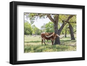 Marble Falls, Texas, USA. Longhorn cattle in the Texas Hill Country.-Emily Wilson-Framed Photographic Print