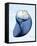 Marble Indigo Snail 2-Albert Koetsier-Framed Stretched Canvas
