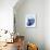 Marble Indigo Snail 2-Albert Koetsier-Photo displayed on a wall