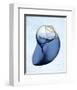 Marble Indigo Snail 2-Albert Koetsier-Framed Photo