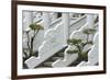 Marble railings in Confucius Temple, Taichung, Taiwan-Keren Su-Framed Photographic Print