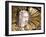 Marble Sculpture Depicting Head of St John the Baptist-Pierre Puget-Framed Giclee Print