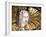 Marble Sculpture Depicting Head of St John the Baptist-Pierre Puget-Framed Giclee Print