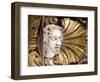 Marble Sculpture Depicting Head of St John the Baptist-Pierre Puget-Framed Giclee Print