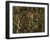 Marble-Kaj Svensson-Framed Photographic Print