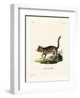 Marbled Cat-null-Framed Giclee Print