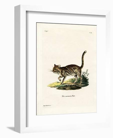 Marbled Cat-null-Framed Giclee Print