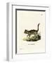 Marbled Cat-null-Framed Giclee Print