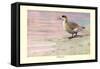 Marbled Duck-Louis Agassiz Fuertes-Framed Stretched Canvas