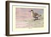 Marbled Duck-Louis Agassiz Fuertes-Framed Art Print