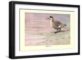 Marbled Duck-Louis Agassiz Fuertes-Framed Art Print