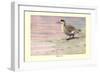 Marbled Duck-Louis Agassiz Fuertes-Framed Art Print