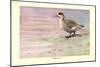 Marbled Duck-Louis Agassiz Fuertes-Mounted Art Print