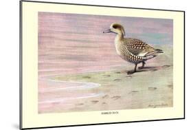 Marbled Duck-Louis Agassiz Fuertes-Mounted Art Print