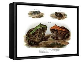 Marbled Four-Eyed Frog-null-Framed Stretched Canvas