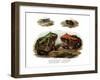 Marbled Four-Eyed Frog-null-Framed Giclee Print