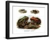 Marbled Four-Eyed Frog-null-Framed Giclee Print