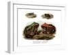 Marbled Four-Eyed Frog-null-Framed Giclee Print