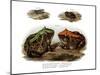 Marbled Four-Eyed Frog-null-Mounted Giclee Print