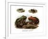 Marbled Four-Eyed Frog-null-Framed Giclee Print