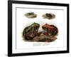 Marbled Four-Eyed Frog-null-Framed Giclee Print
