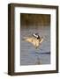 Marbled Godwit and Willet Landing-Hal Beral-Framed Photographic Print