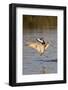 Marbled Godwit and Willet Landing-Hal Beral-Framed Photographic Print