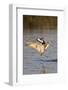 Marbled Godwit and Willet Landing-Hal Beral-Framed Photographic Print