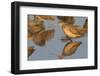 Marbled Godwit Calling-Hal Beral-Framed Photographic Print