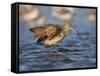 Marbled Godwit, Laguna Madre, Texas, USA-Larry Ditto-Framed Stretched Canvas