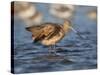 Marbled Godwit, Laguna Madre, Texas, USA-Larry Ditto-Stretched Canvas