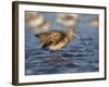 Marbled Godwit, Laguna Madre, Texas, USA-Larry Ditto-Framed Photographic Print