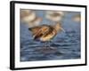 Marbled Godwit, Laguna Madre, Texas, USA-Larry Ditto-Framed Photographic Print