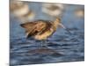 Marbled Godwit, Laguna Madre, Texas, USA-Larry Ditto-Mounted Photographic Print