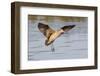 Marbled Godwit Landing-Hal Beral-Framed Photographic Print