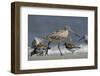 Marbled Godwit, Little St Simons Island, Barrier Islands, Georgia-Pete Oxford-Framed Photographic Print