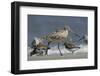 Marbled Godwit, Little St Simons Island, Barrier Islands, Georgia-Pete Oxford-Framed Photographic Print