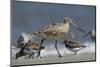 Marbled Godwit, Little St Simons Island, Barrier Islands, Georgia-Pete Oxford-Mounted Photographic Print