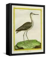 Marbled Godwit-Georges-Louis Buffon-Framed Stretched Canvas