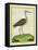 Marbled Godwit-Georges-Louis Buffon-Framed Stretched Canvas