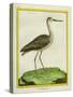 Marbled Godwit-Georges-Louis Buffon-Stretched Canvas