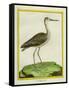 Marbled Godwit-Georges-Louis Buffon-Framed Stretched Canvas