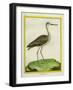 Marbled Godwit-Georges-Louis Buffon-Framed Giclee Print