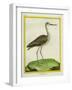 Marbled Godwit-Georges-Louis Buffon-Framed Giclee Print