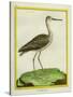 Marbled Godwit-Georges-Louis Buffon-Stretched Canvas